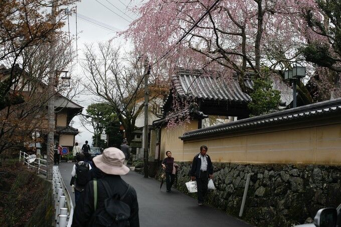 花见三城：京都、奈良、名古屋的26处樱花印象